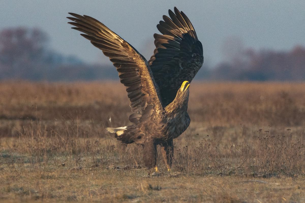 Gémné Kovács Anita