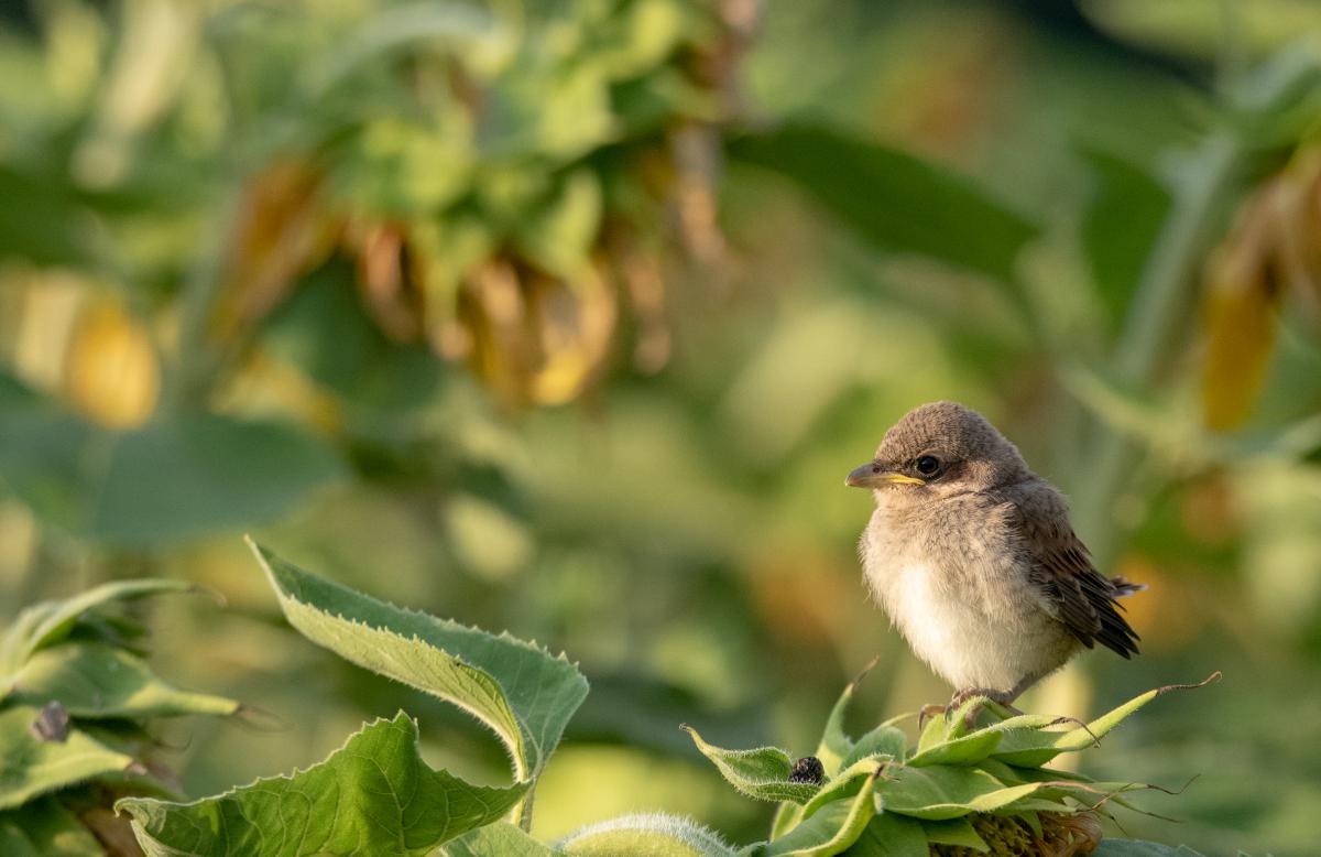 Benke Péter Valentin