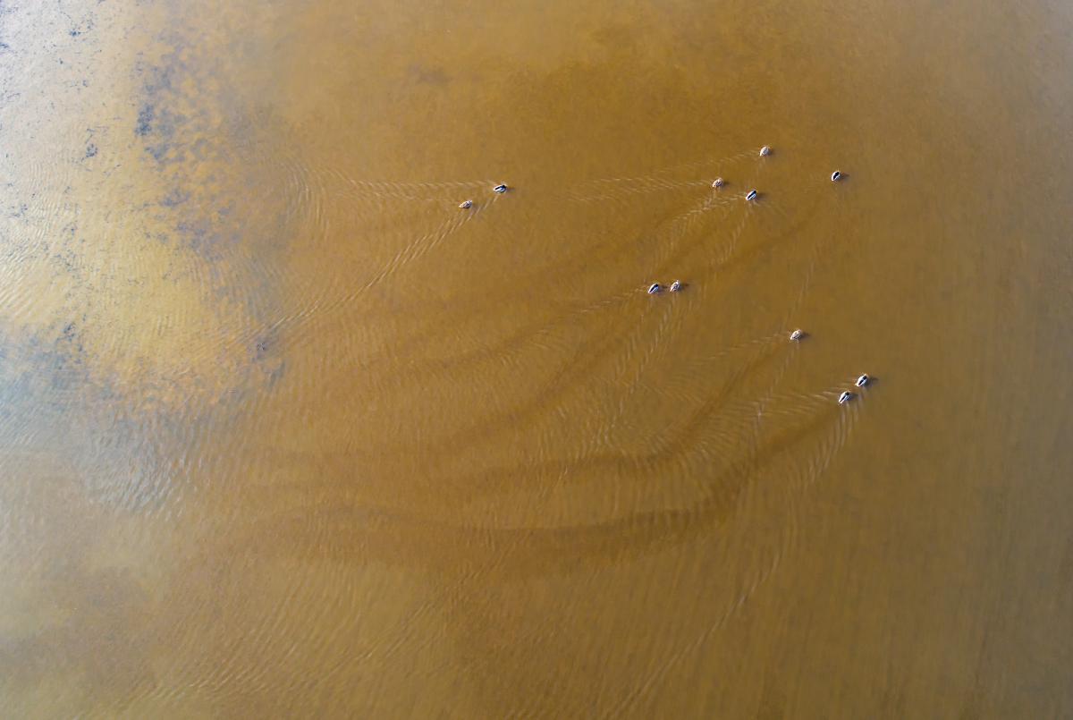 Gaál Zoltán Péter