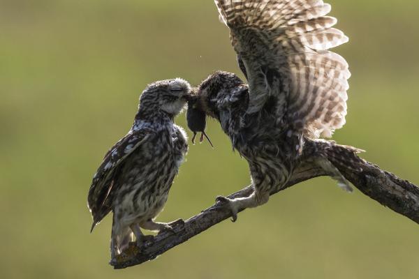 Karmok, combok, huza-vona