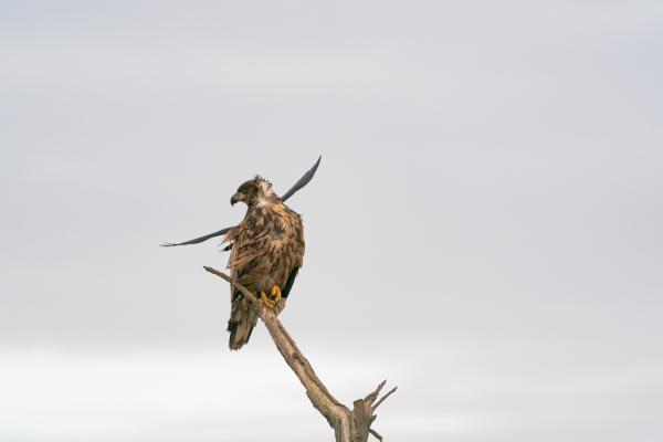 Idegen szárnyakkal ékeskedő