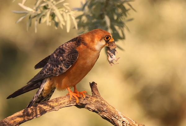 Most már eleget láttam, levihetsz