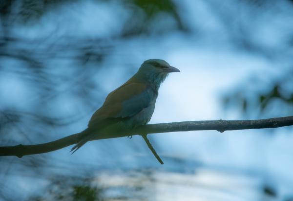 A boldogság kék madara