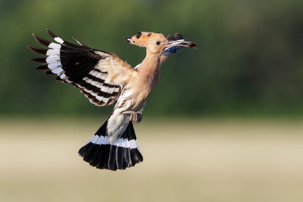 Balról előzni...szabad