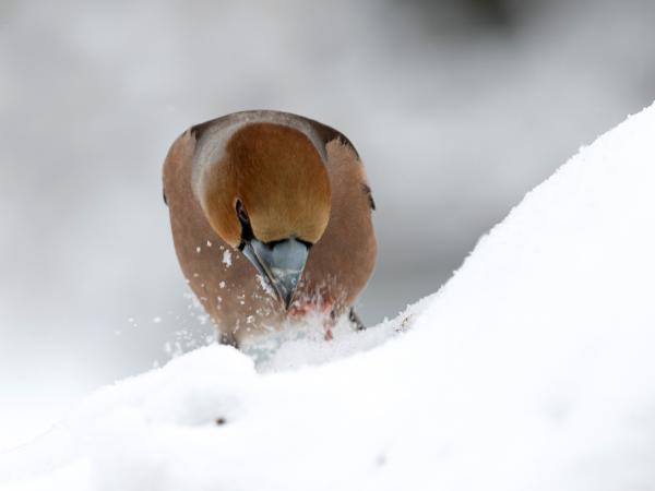 Harc a tólélésért