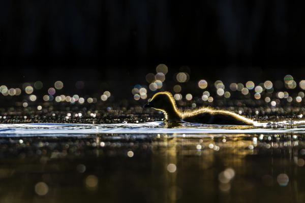 Pehelyszőrős libabőr