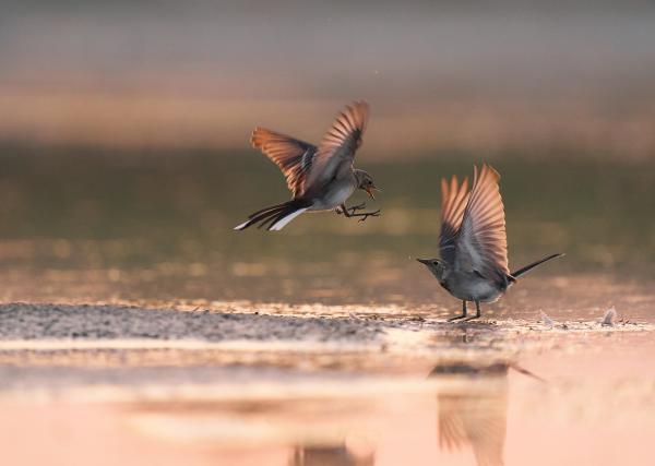 Civakodó (ifjú) barázdabillegetők