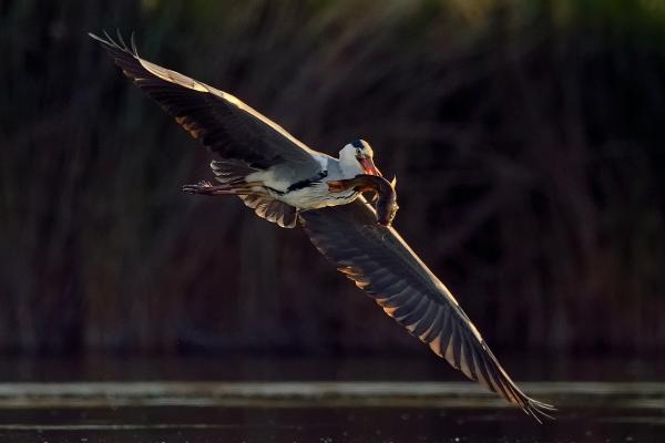 Szürke gém harcsával