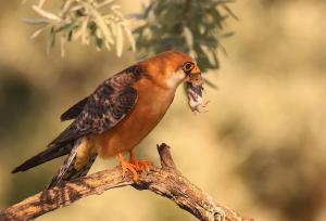 Most már eleget láttam, levihetsz