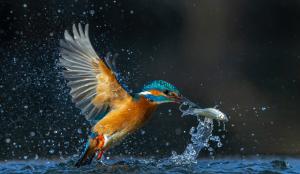 A reggeli tálalva A reggeli tálalva