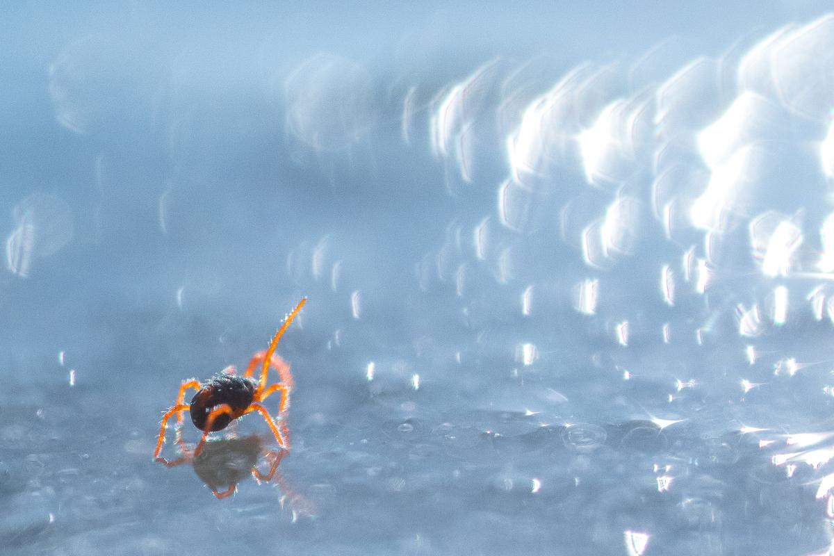 Koncz-Bisztricz Tamás