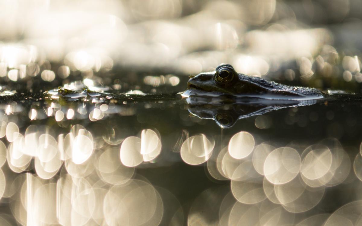 Koncz-Bisztricz Tamás