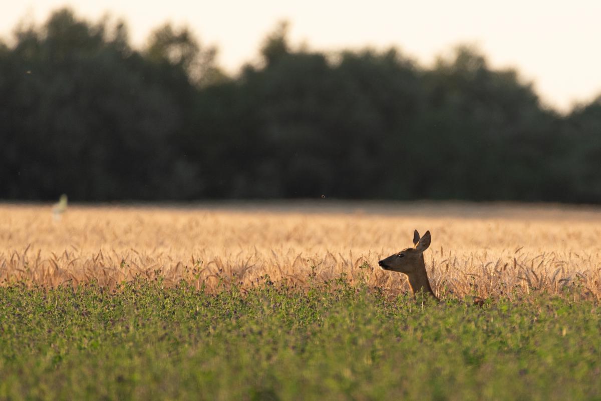 Benke Péter Valentin