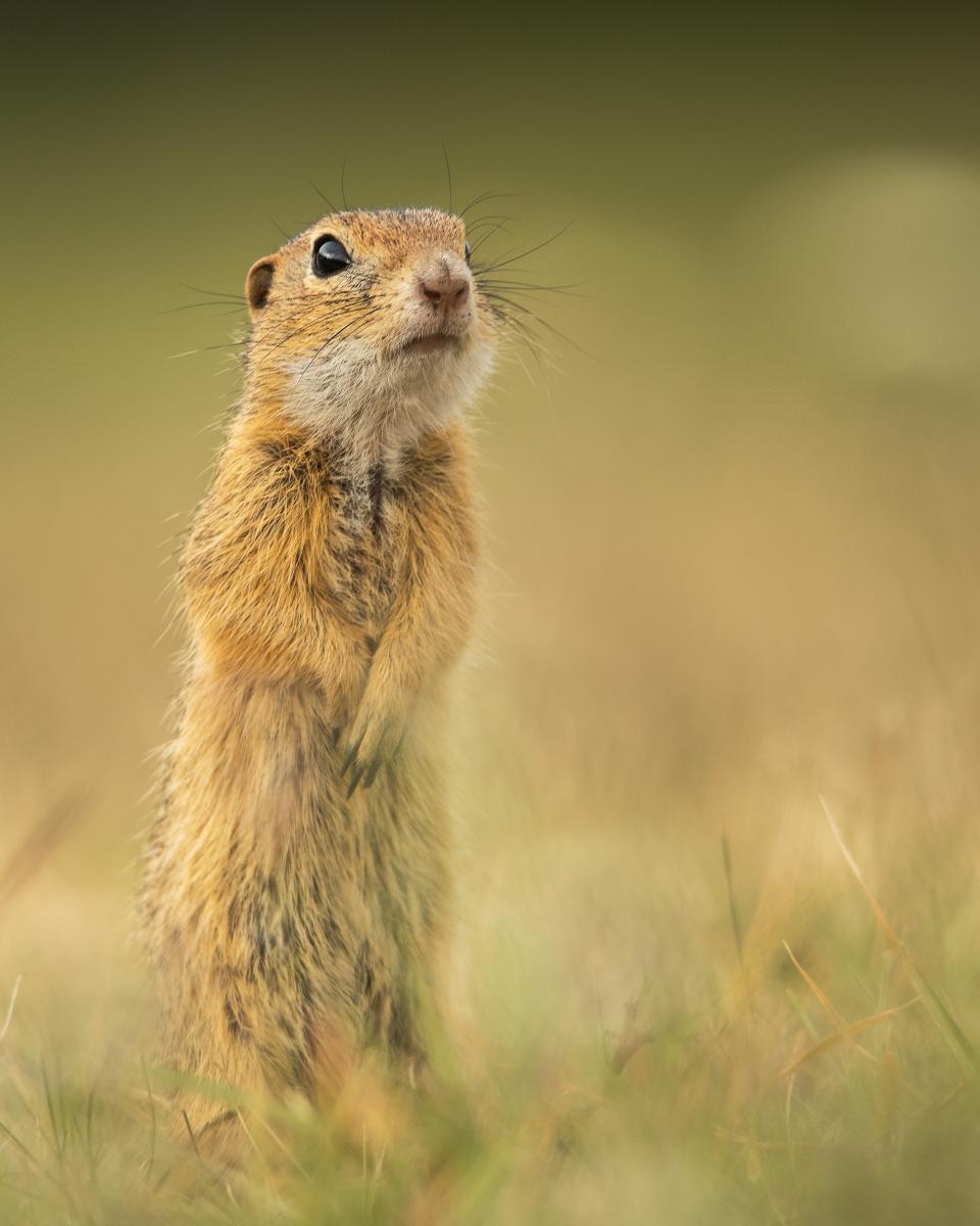 Gémné Kovács Anita