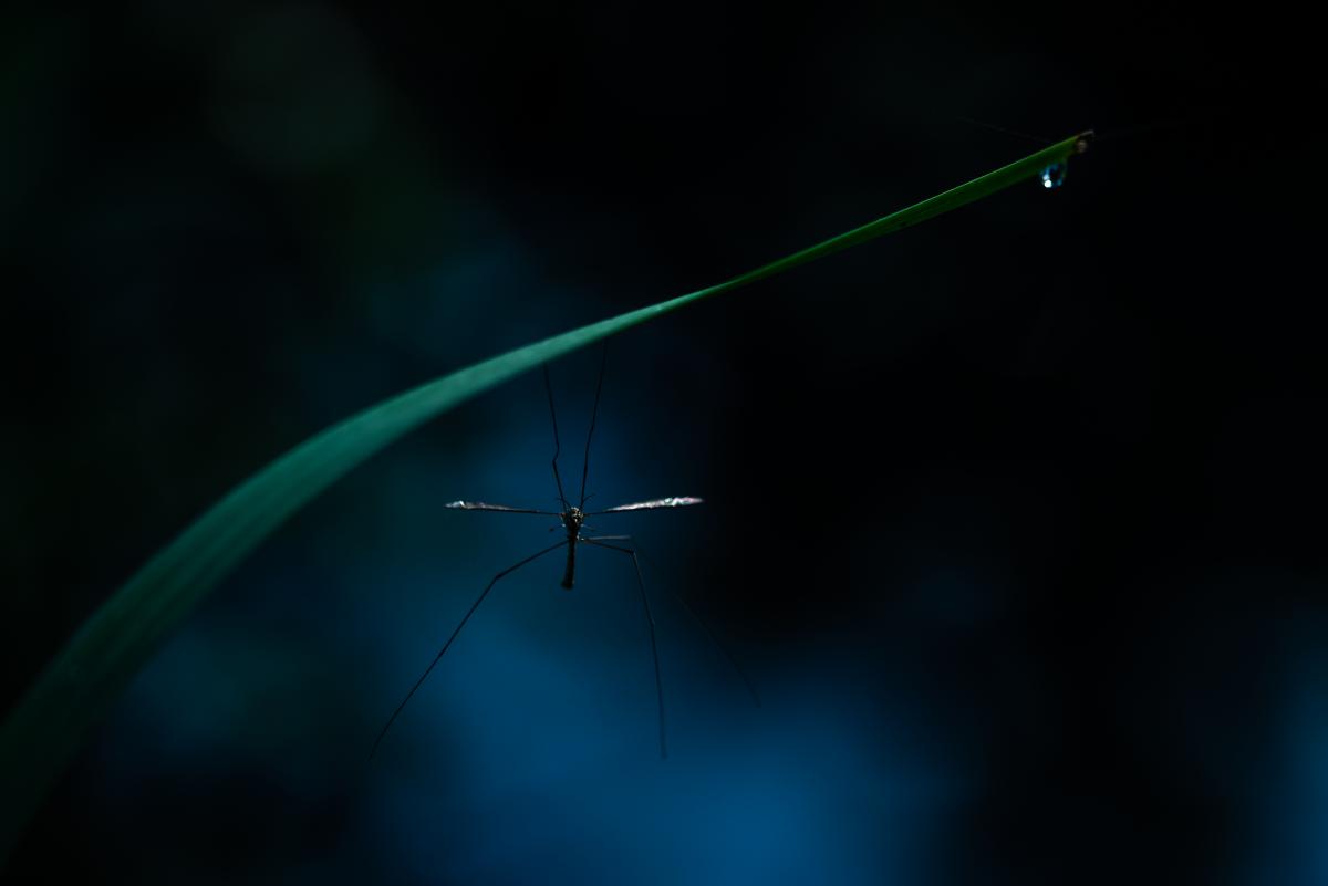 Darányiné Bakos Éva