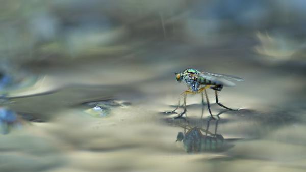 Élet a vízfelszínen