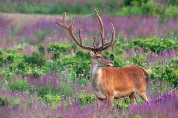 A lila rét királya