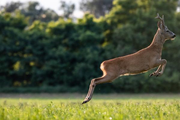 Kiugró teljesítmény