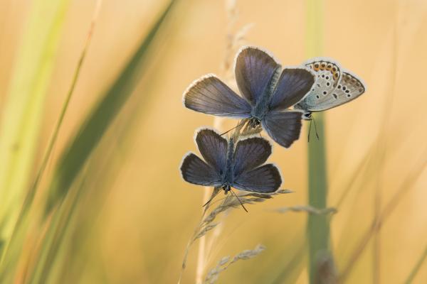 Ezüstös boglárkák