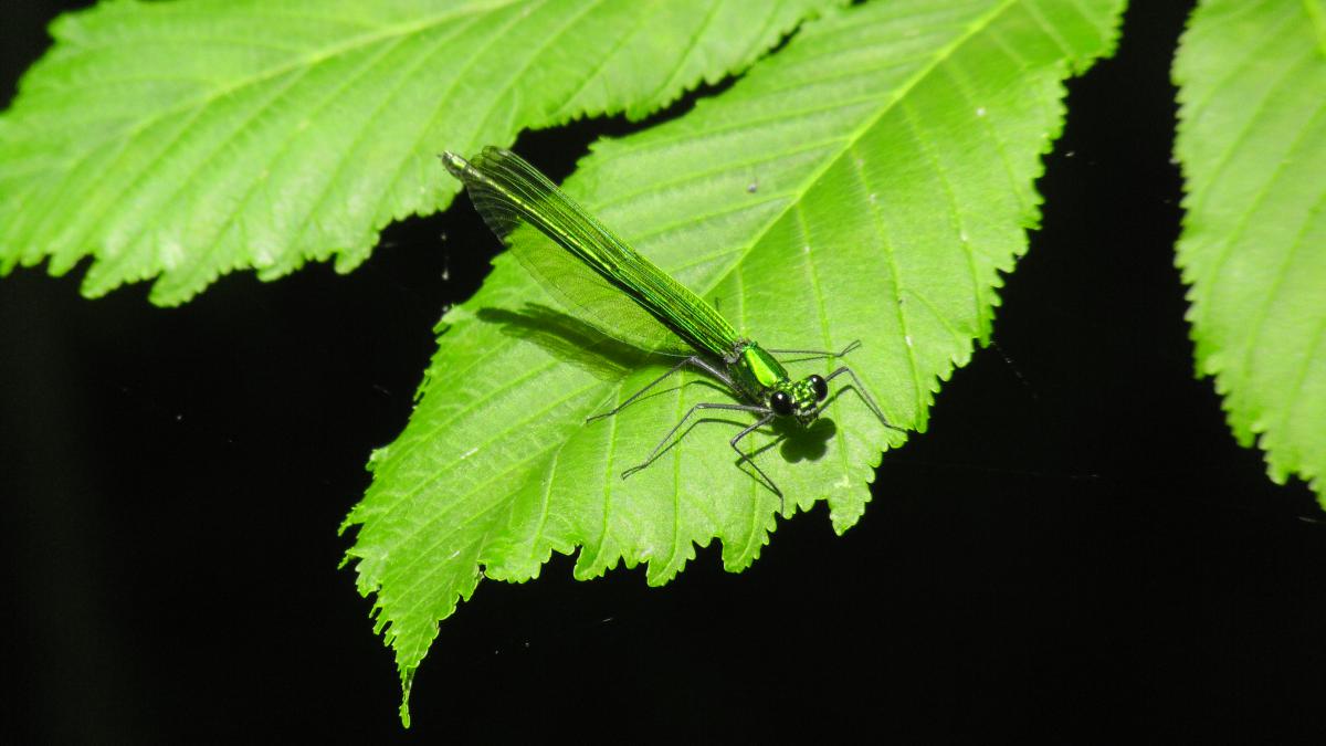 Kónya Máté Bertalan