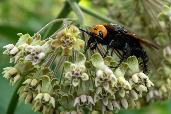 Nehézsúlyú látogató