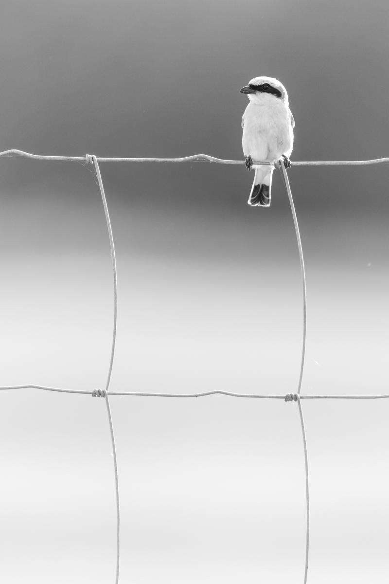 Koncz-Bisztricz Tamás