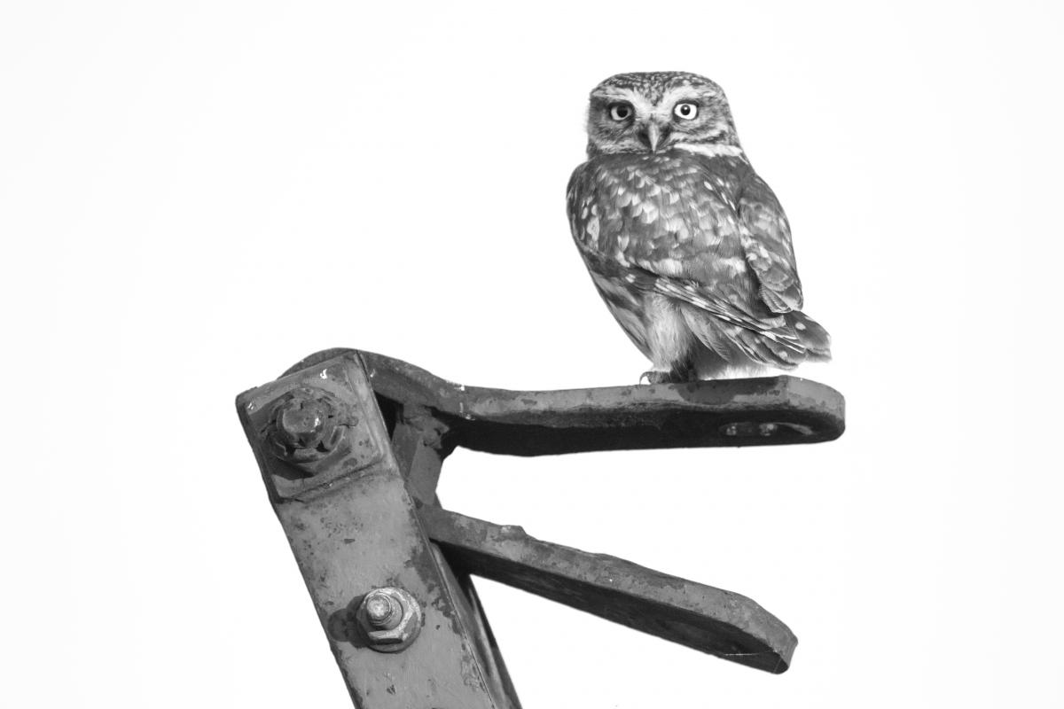 Koncz-Bisztricz Tamás