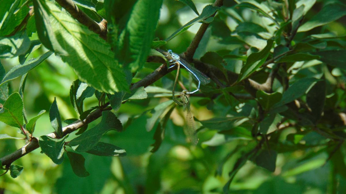 Kónya Máté Bertalan