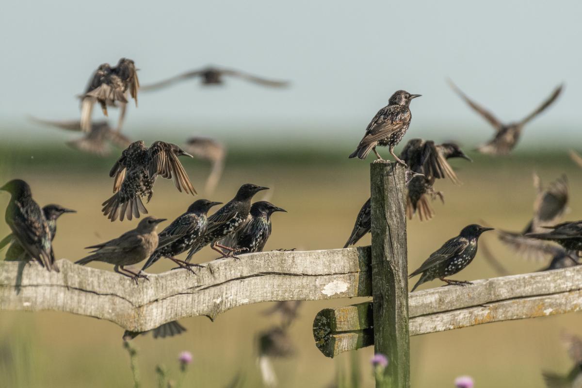 Gémné Kovács Anita