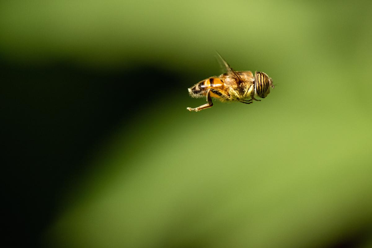 Bernáth Sándor dr. 