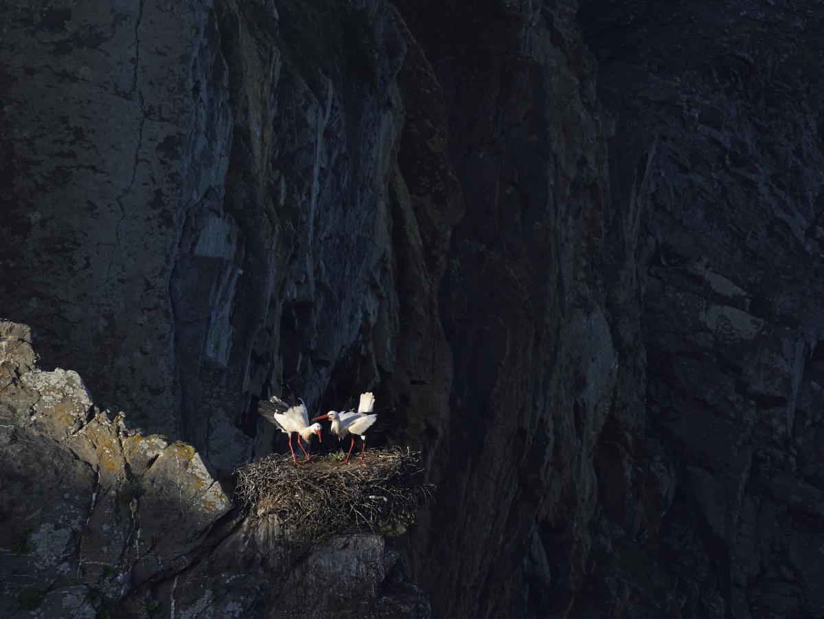 Násfayné Kőházi Mária