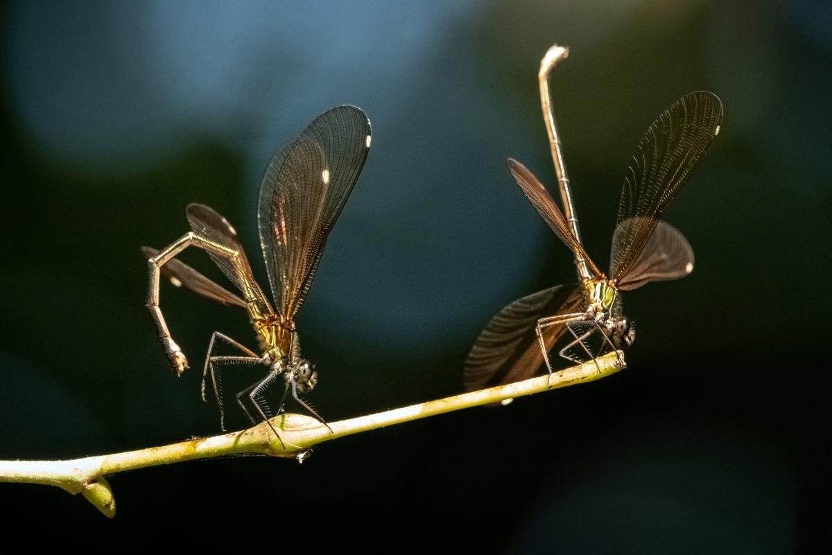 Bernáth Sándor dr. 