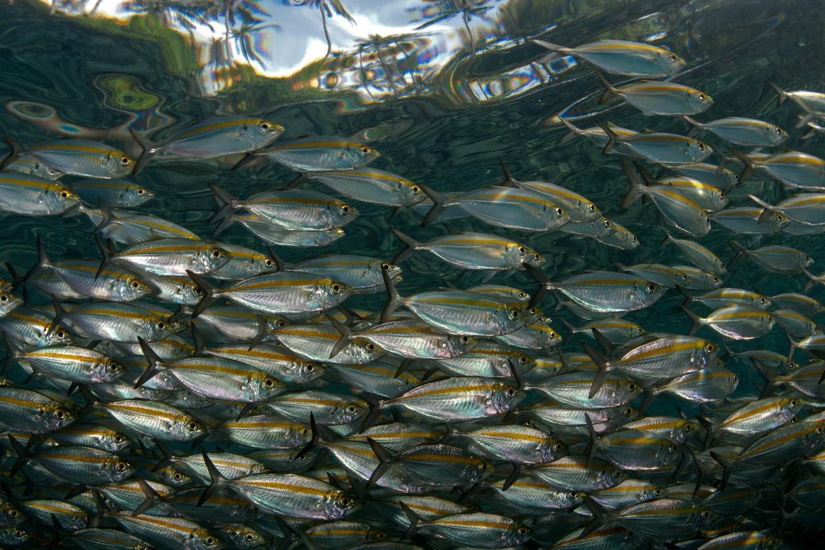 Násfayné Kőházi Mária