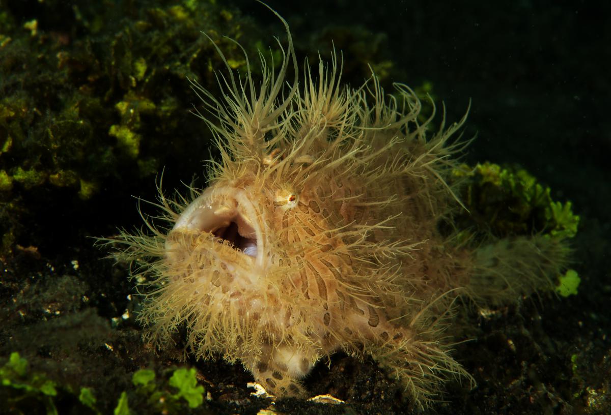 Násfayné Kőházi Mária