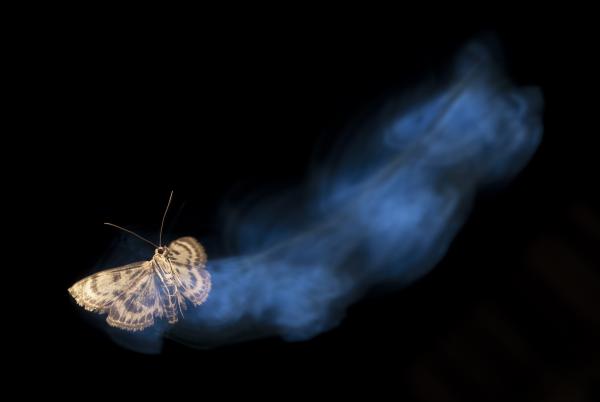 Szárnyalás az éjszakában