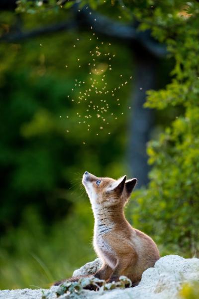 Szúnyogokkal suttogó