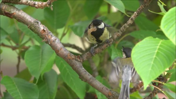 A széncinegék élete
