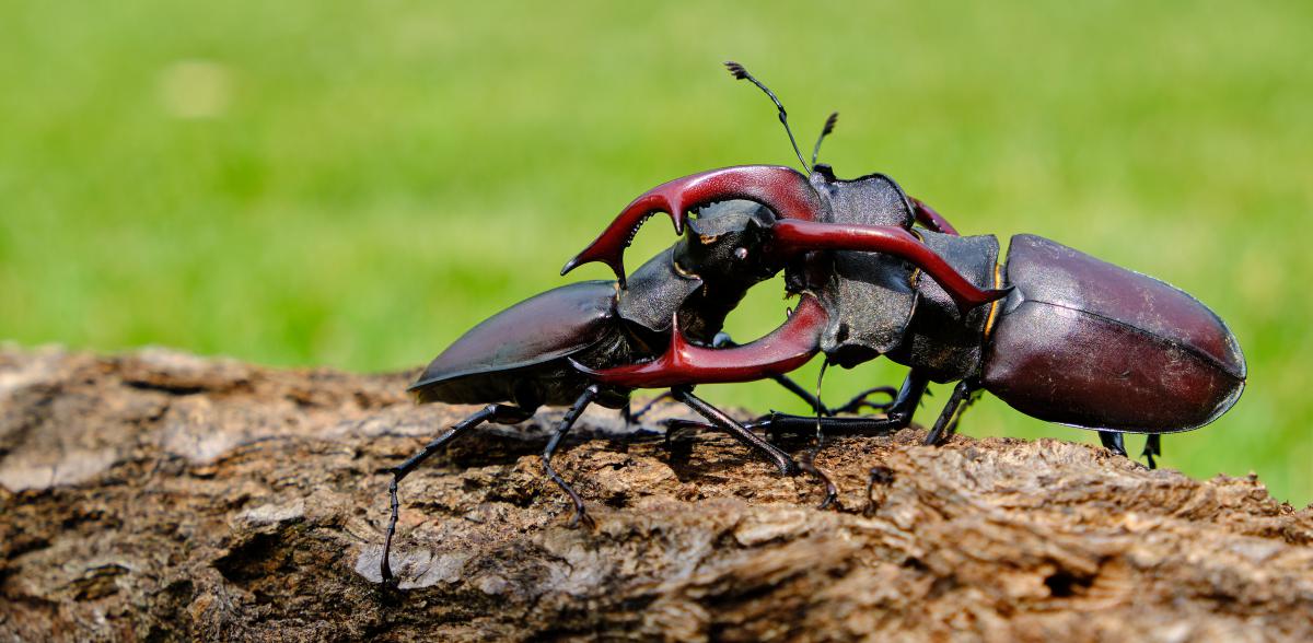 Bukovinszki Valéria