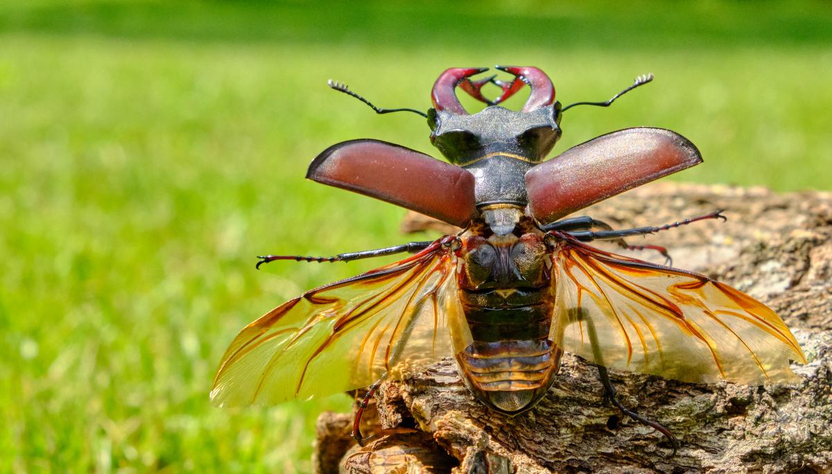 Bukovinszki Valéria