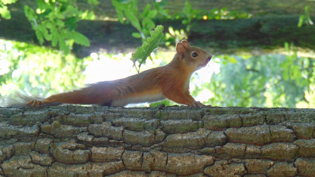 Kónya Máté Bertalan