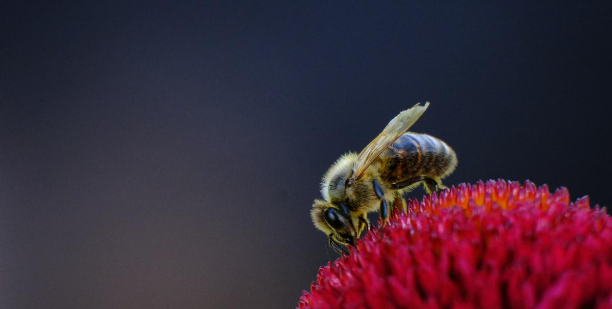 Bukovinszki Valéria