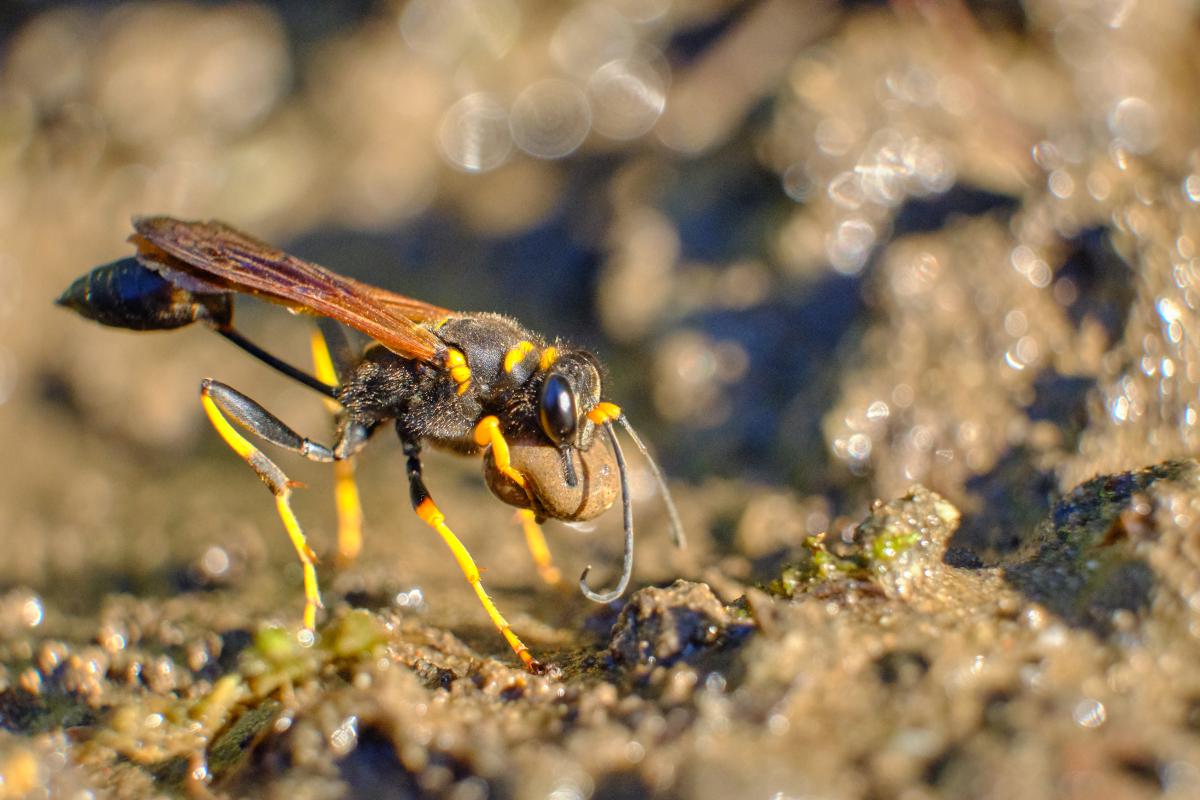 Bukovinszki Valéria