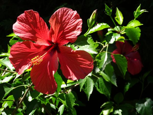 Hibiszkusz