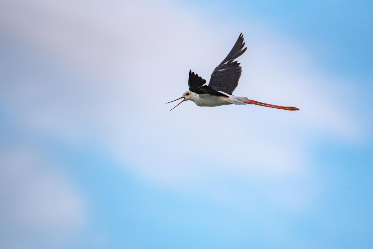 Benke Péter Valentin