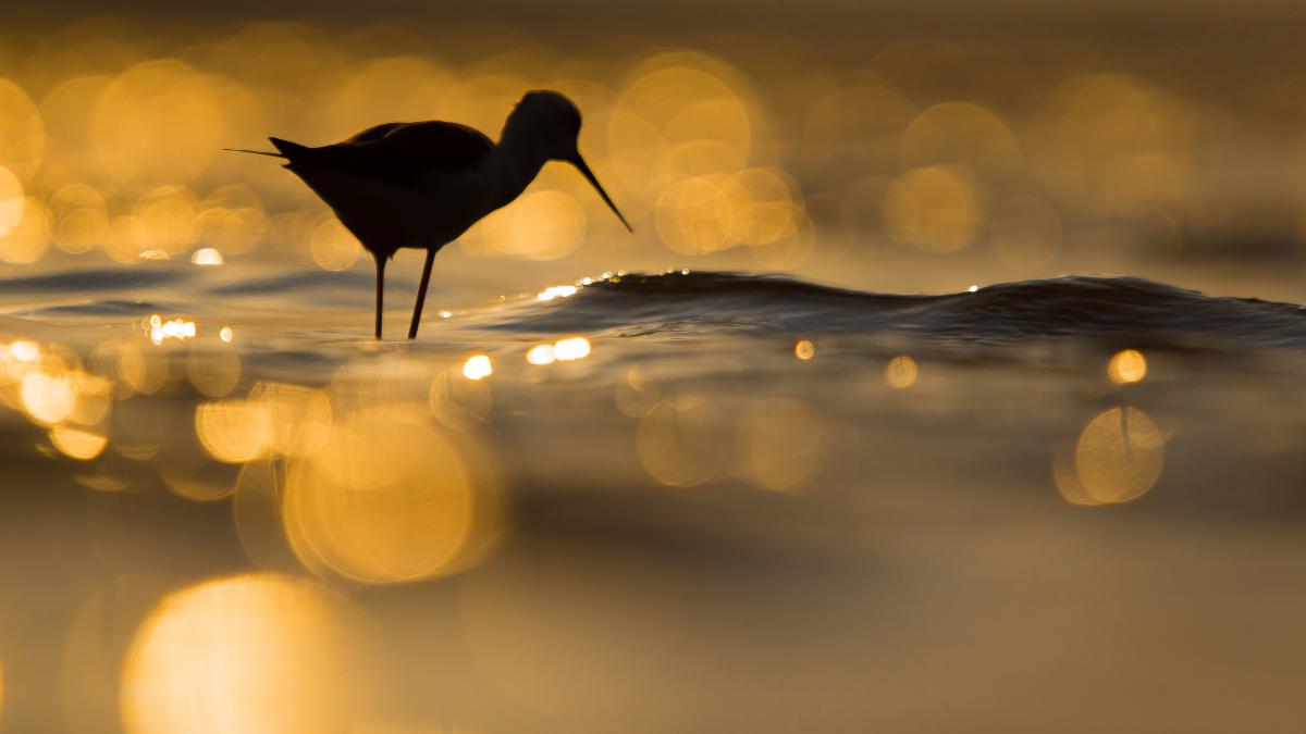 Koncz-Bisztricz Tamás