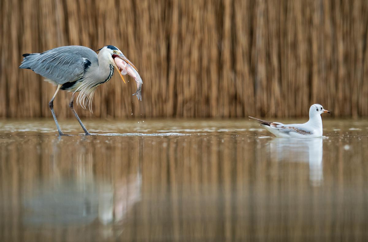 Gaál Zoltán Péter