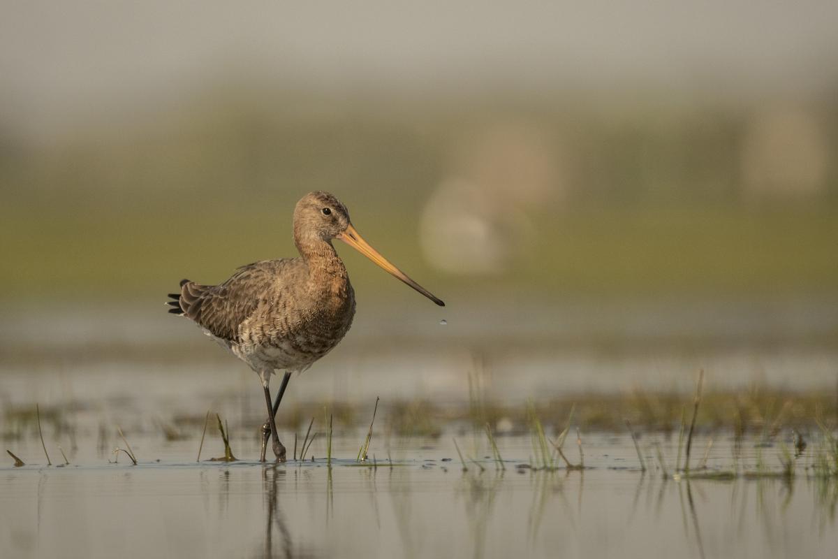 Gémné Kovács Anita