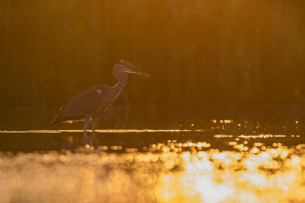 Aranyhal...kívánság nélkül