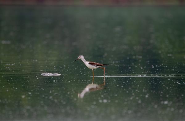 Gólyatöcs és döglött busa