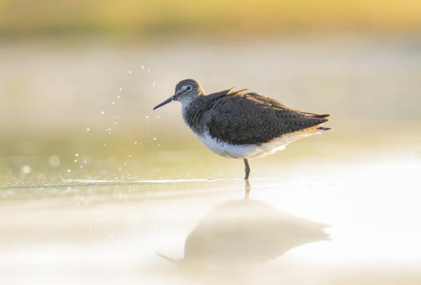 A gyémántot szóló madár
